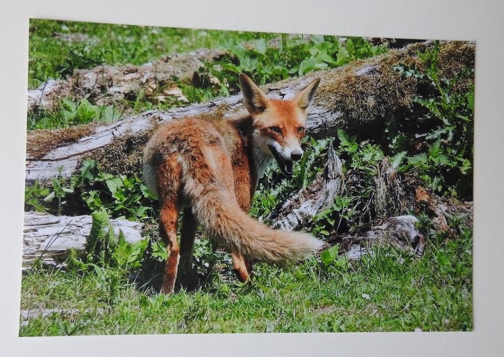 Kaart Vos, Verzenden, Nieuw, Dieren