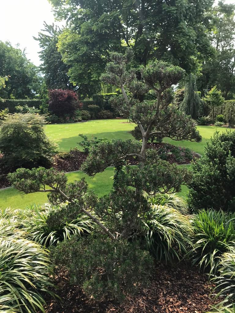 Te koop Pinus thungbergi Kotobuki vormsnoei, Niwaki, Tuin en Terras, Bloeit niet, Overige soorten, 100 tot 250 cm, Ophalen