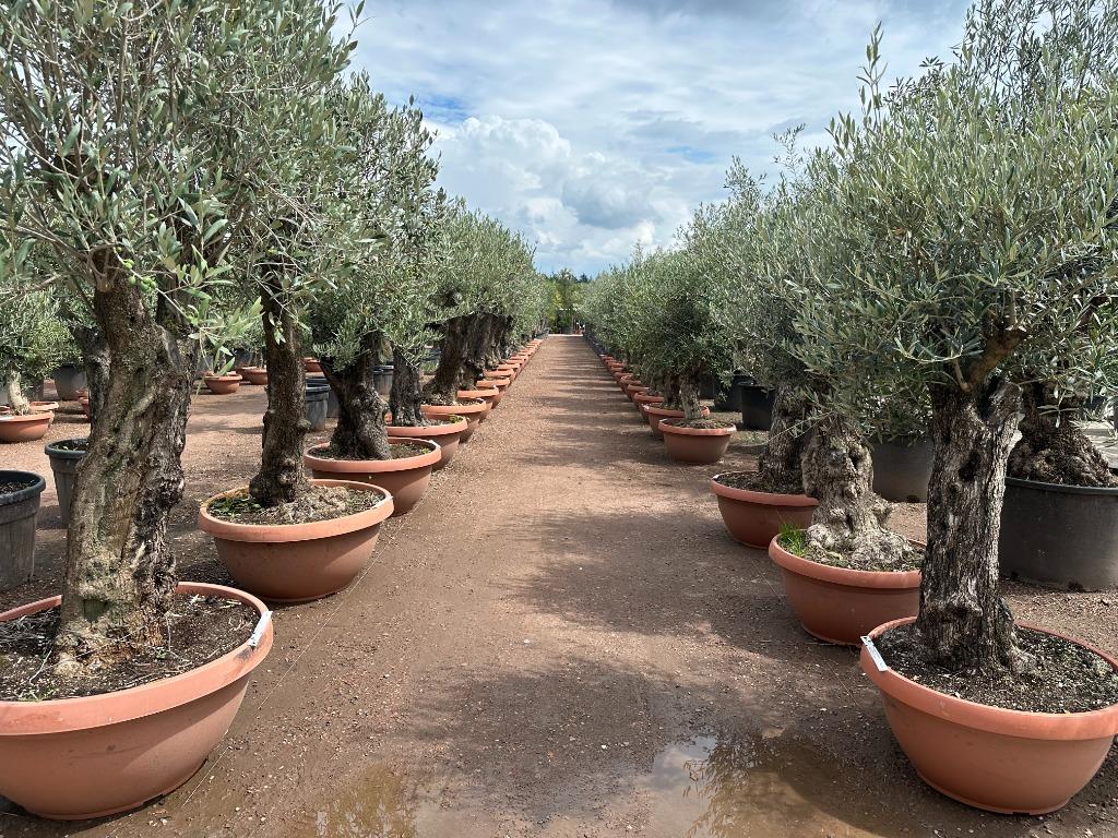 Olijfboom, Palmboom, Yucca rostrata, Vijgenboom, Leiboom,, Ophalen of Verzenden, 100 tot 250 cm, Olijfboom, Zomer