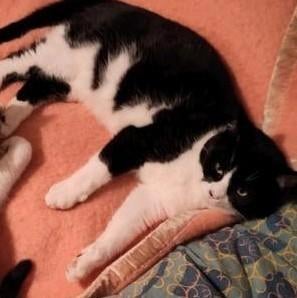 Kater (zwart) Tinus zoekt een fijn huisje, Kater