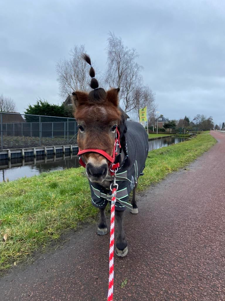 Verzorg paard of pony gezocht!!!!!!!, Ophalen of Verzenden