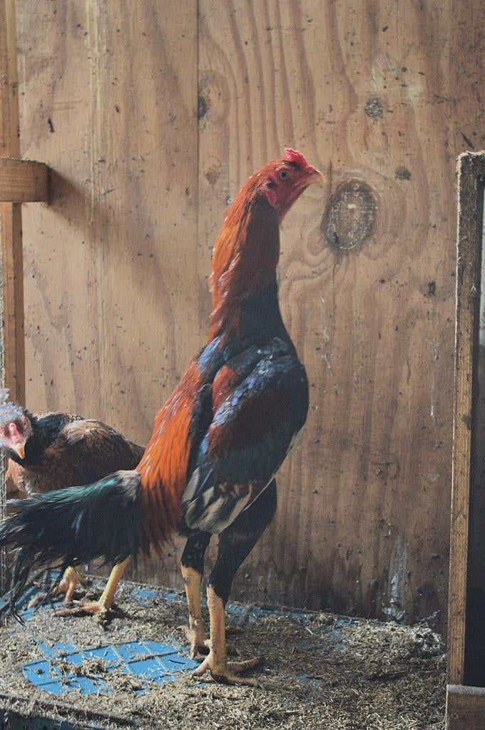 O Shamo Hind  orgineel ras, Dieren en Toebehoren, Pluimvee, Mannelijk, Kip