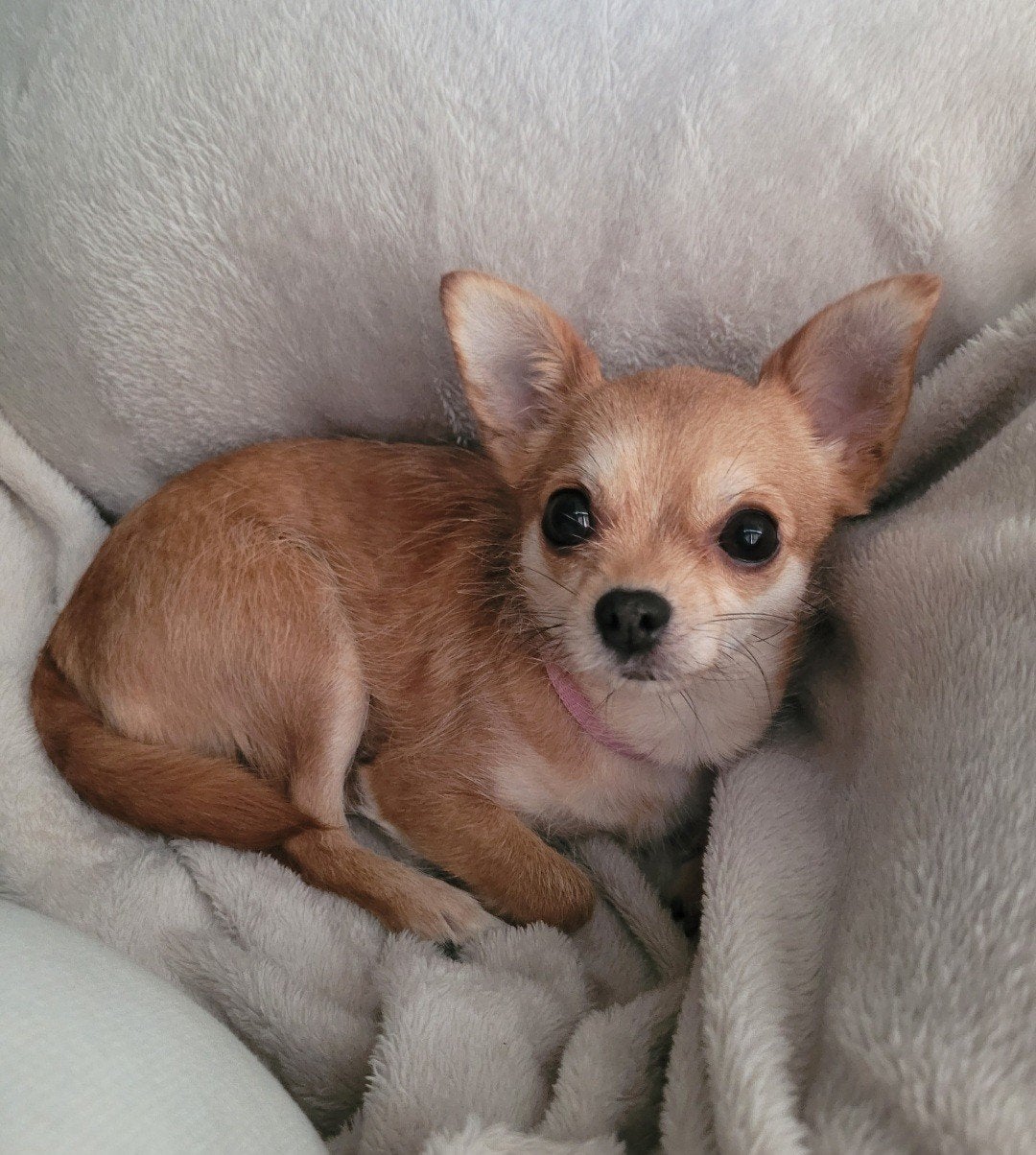 Hondenoppas gezocht voor Saartje (9 t/m 21 juli), Ophalen