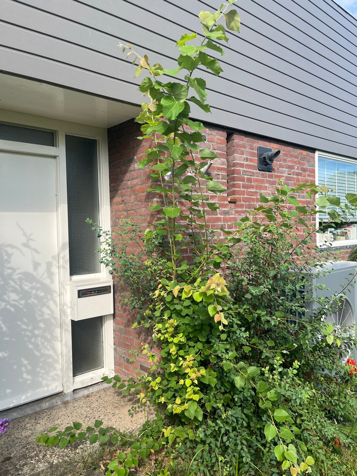 Gratis bomen, Tuin en Terras, Planten | Bomen, Ophalen of Verzenden, Volle zon, Overige soorten