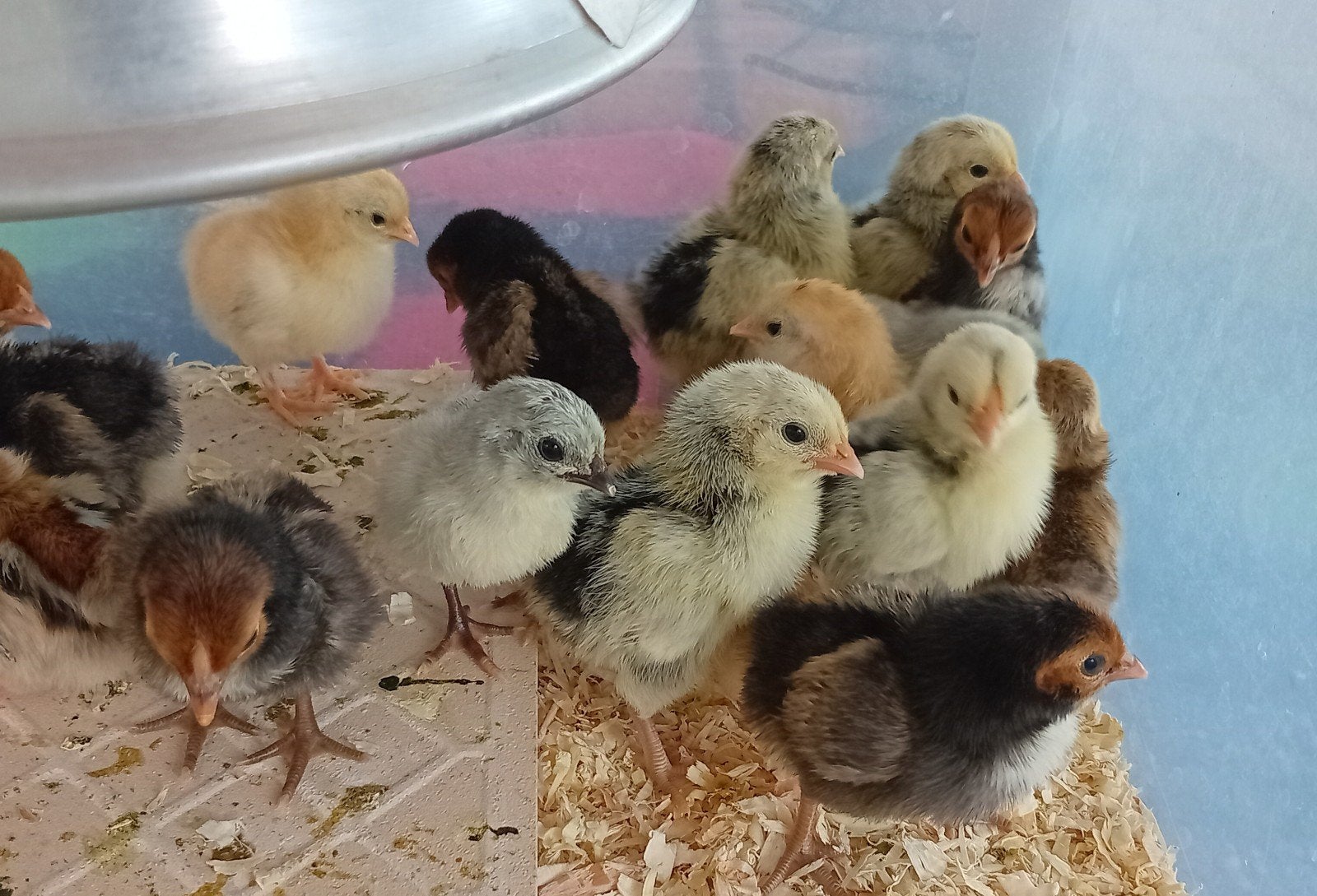 Kuikentjes te koop, Dieren en Toebehoren, Geslacht onbekend, Kip