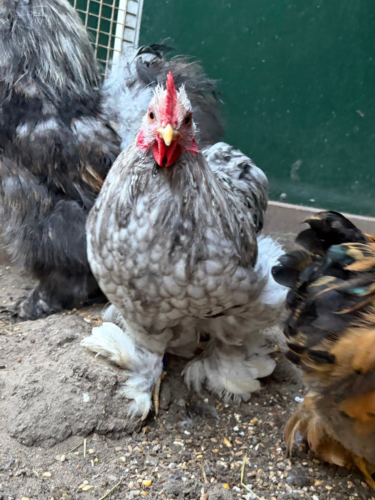 Bingo, splash cochin kriel haantje, Dieren en Toebehoren, Mannelijk, Kip