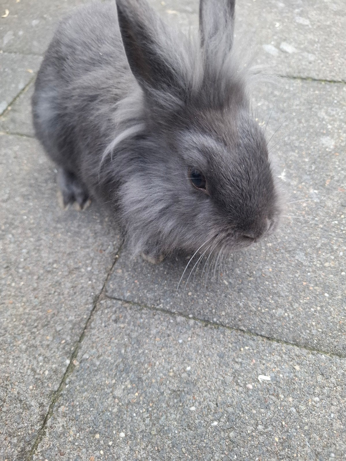 Lief mannetjes konijn, Mannelijk