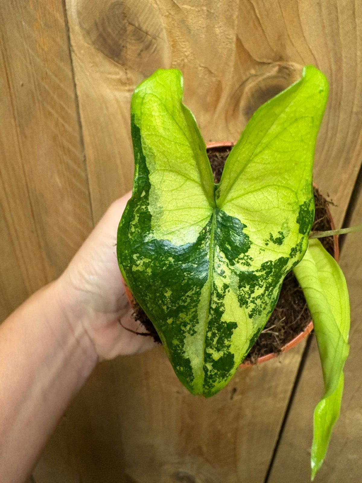 Alocasia tigrina superba variegata plant mint cream lemon, Ophalen of Verzenden, Halfschaduw, Minder dan 100 cm