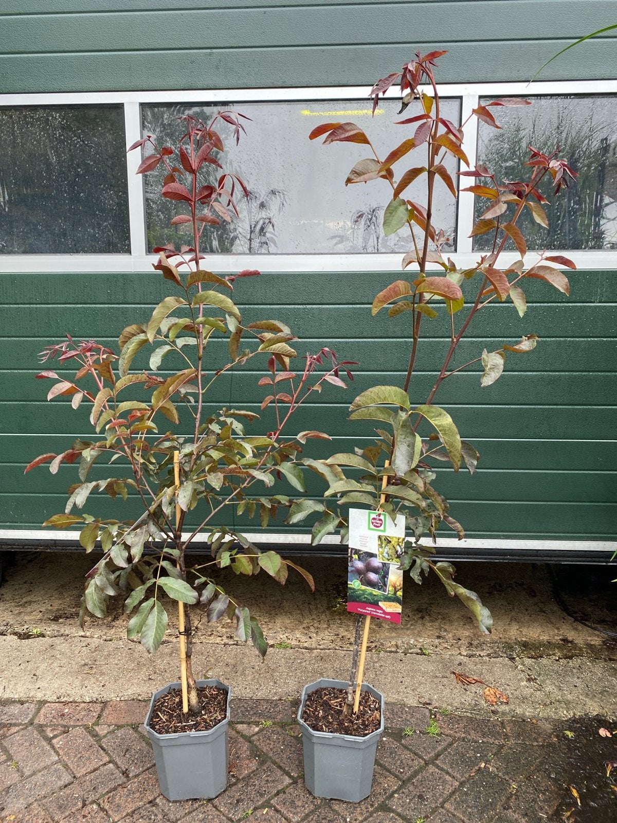 Walnotenboom 'Purpurea' (veredelde spil), Ophalen, Lente, Volle zon, In pot