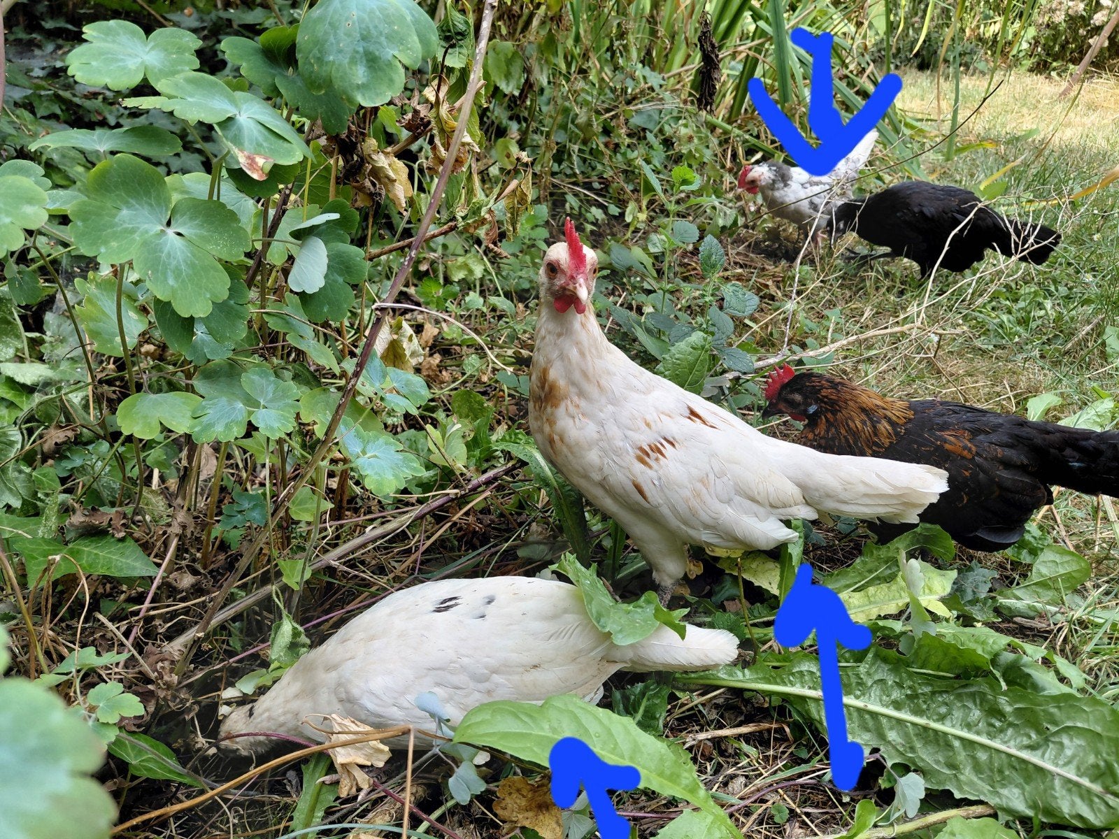 2 gezellige jonge witte krielkippen en twee witte haantjes, Dieren en Toebehoren, Pluimvee