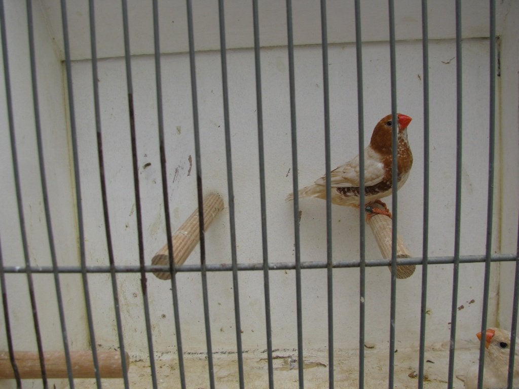 koppel oranjeborst zwartborst isabel bruin zebravinken, Dieren en Toebehoren, Vogels | Overige Vogels, Meerdere dieren