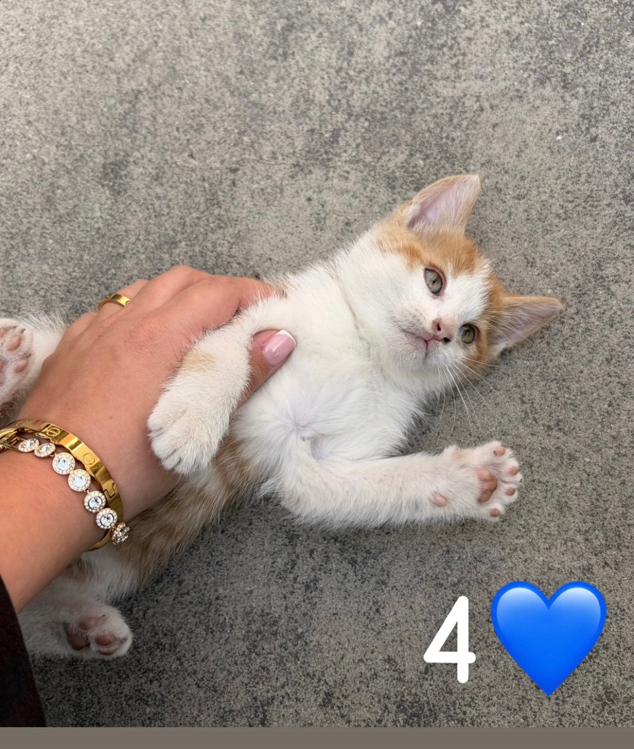 Nestje van 7 lieve kittens, Dieren en Toebehoren, Meerdere dieren