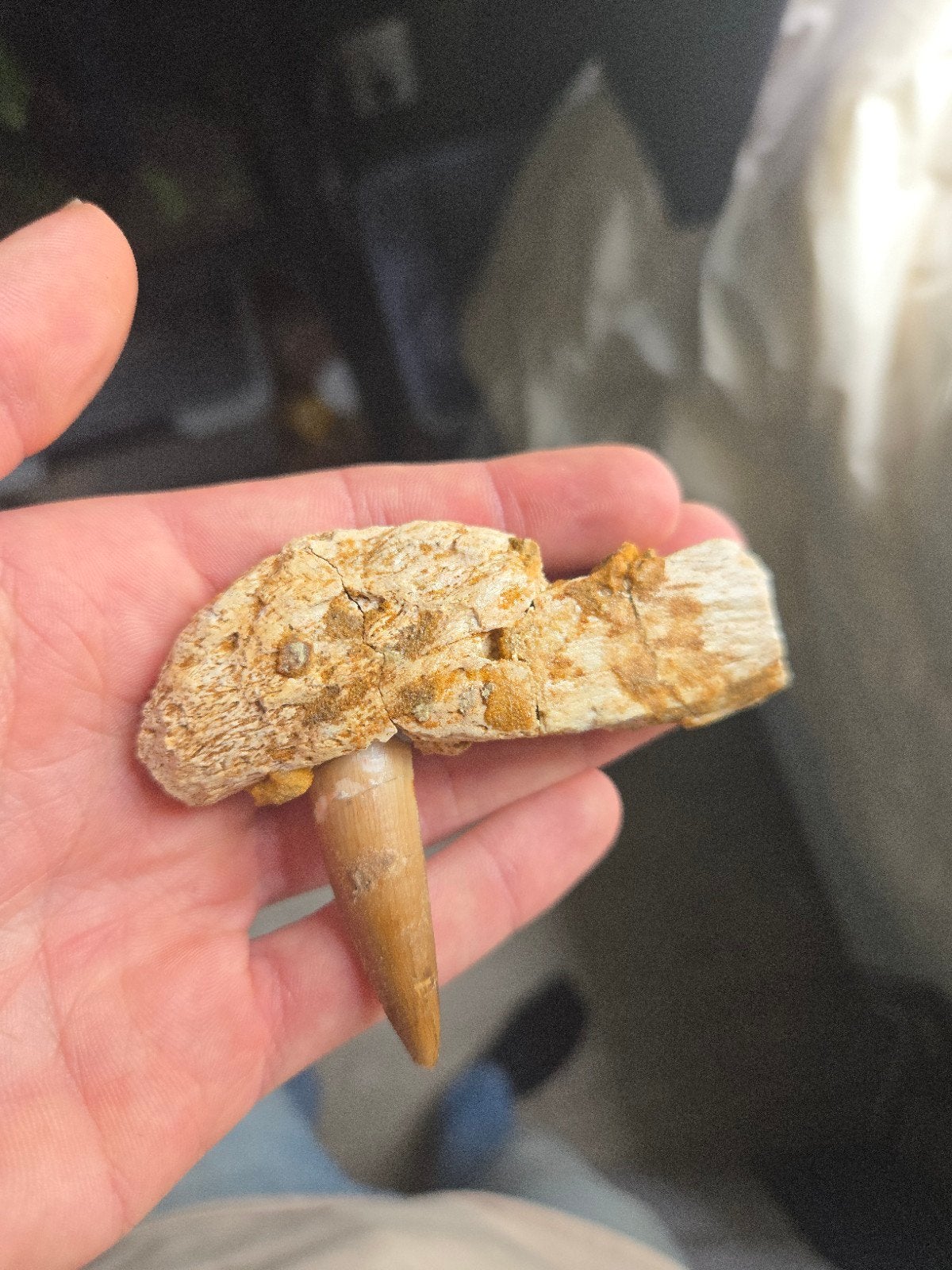 Spinosaurus kaak en tand, Verzamelen, Mineralen en Fossielen, Ophalen of Verzenden, Fossiel