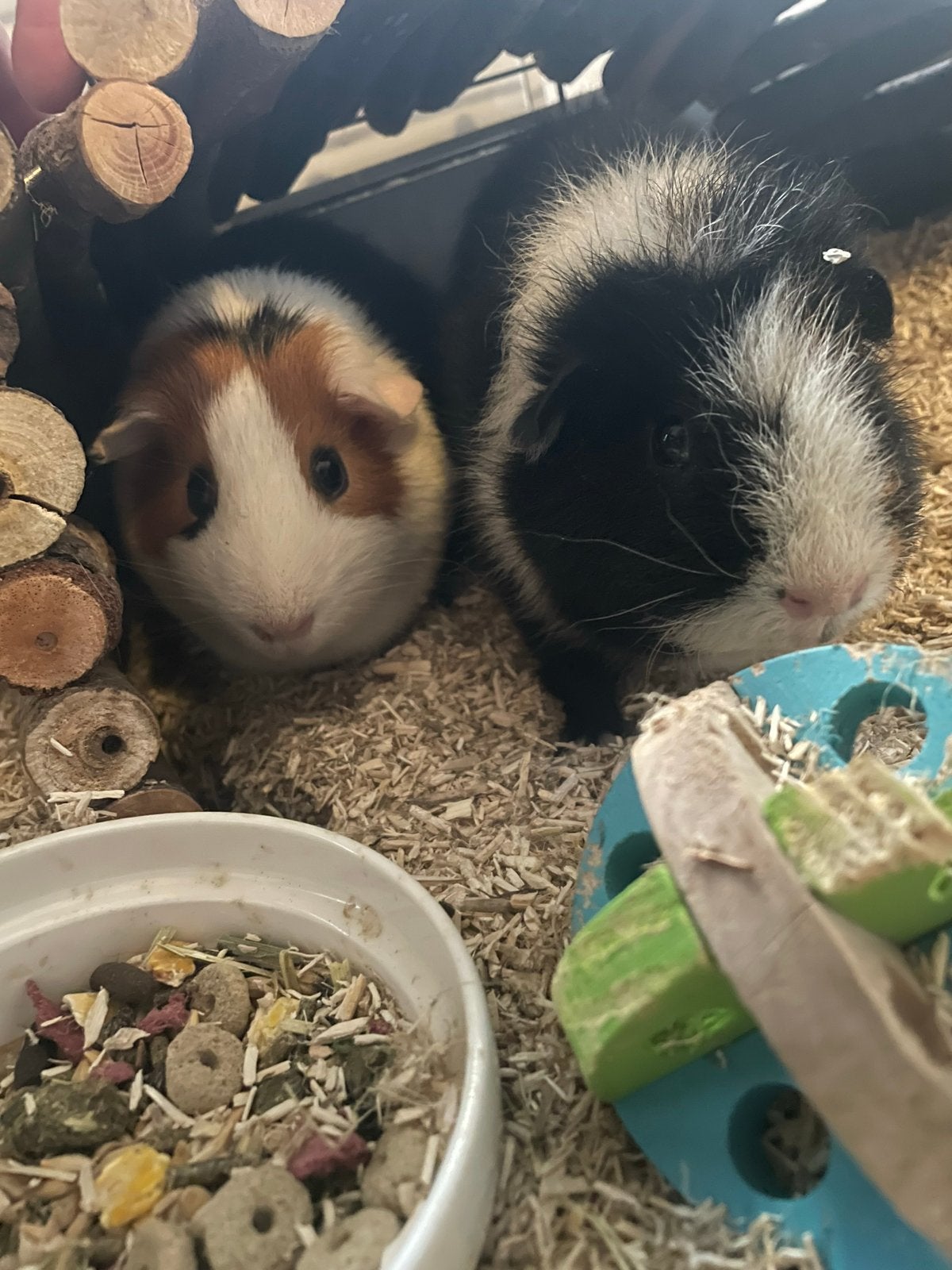 Twee mannetjes cavia’s met hok en toebehoren, Cavia, Mannelijk, Tam, Oktober