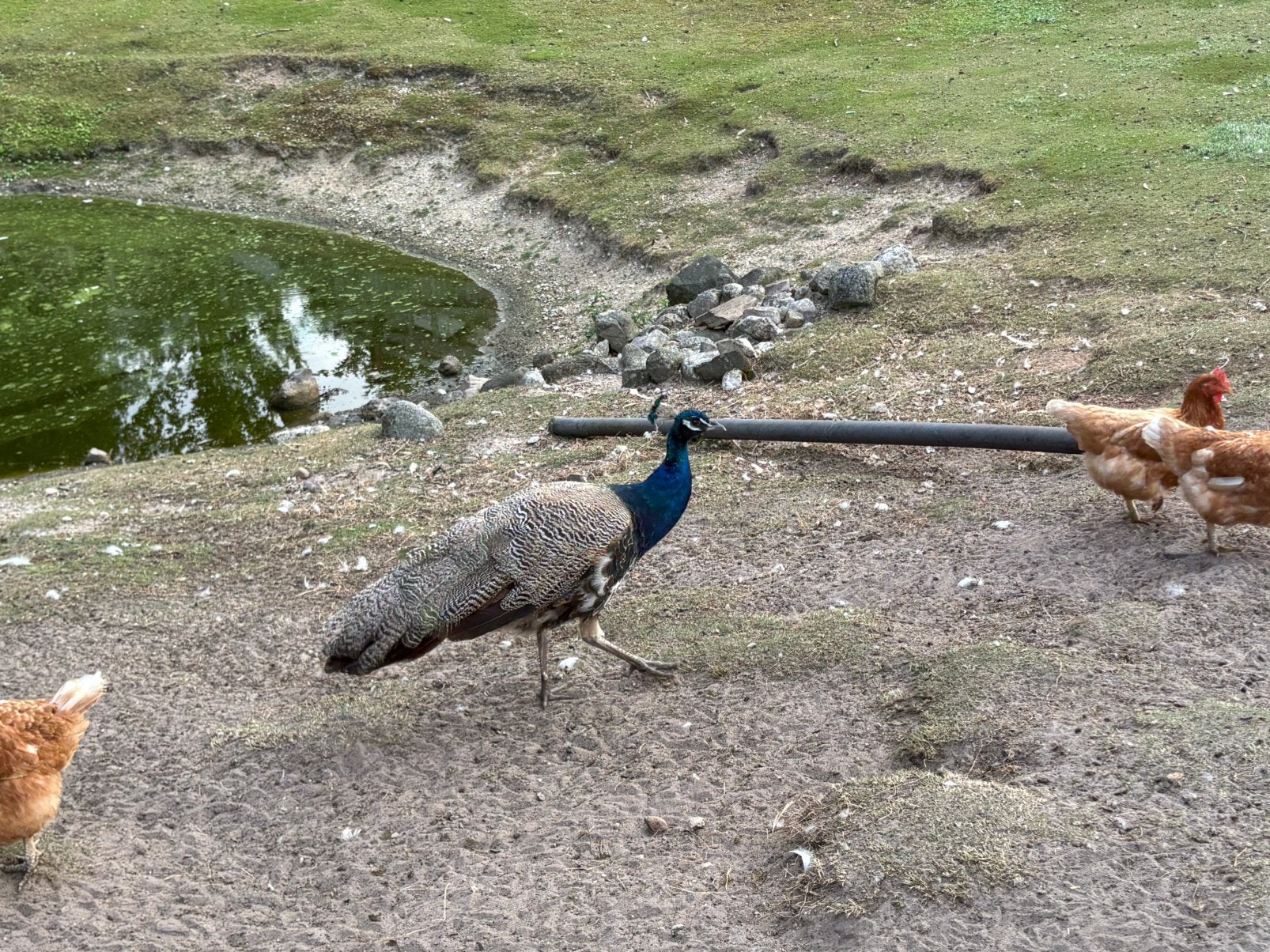 Mooie pauw (mannetje), Dieren en Toebehoren, Pluimvee, Mannelijk, Overige soorten