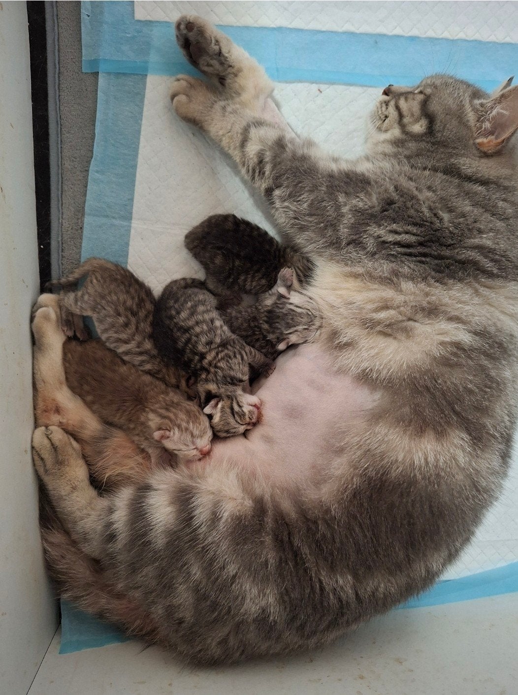 britse korhaar kittens tabby en bluepoint, Meerdere dieren, Ontwormd, 0 tot 2 jaar