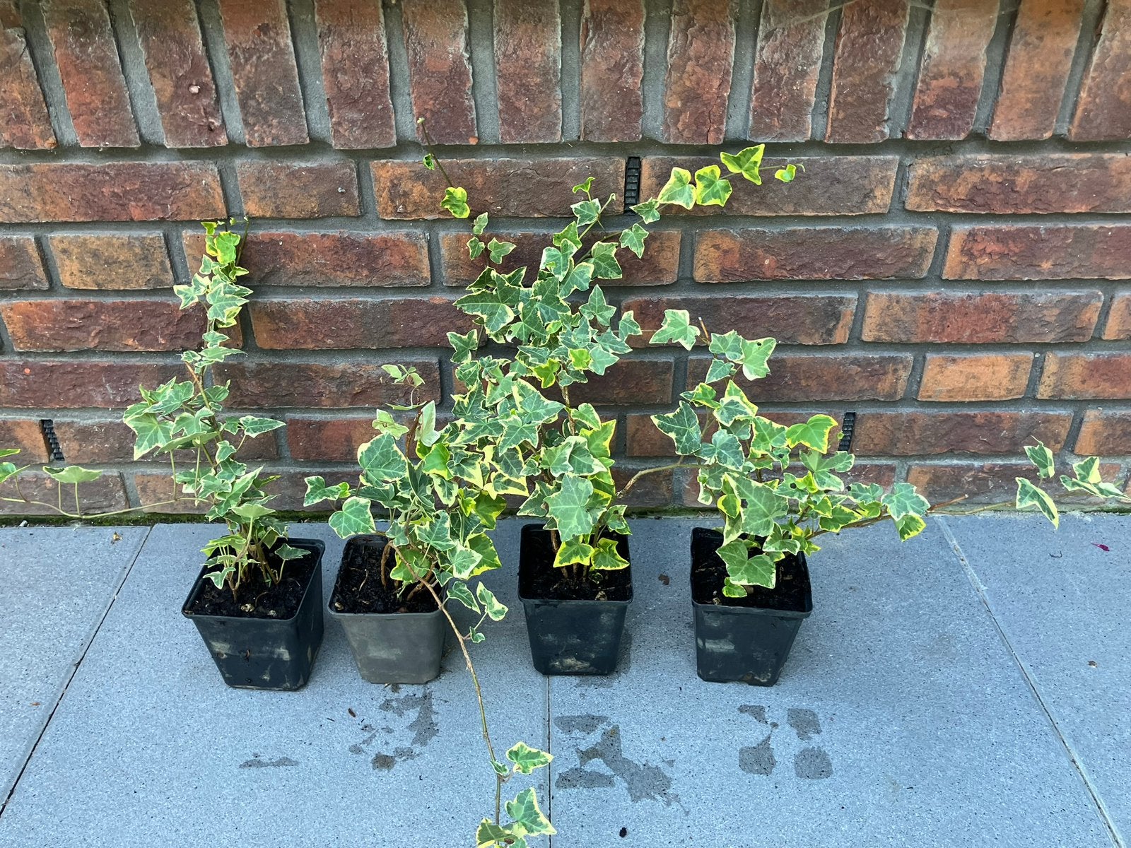 Hedera, klimop, goldchild, Tuin en Terras, Ophalen, Bloeit niet, Klimplanten, Halfschaduw