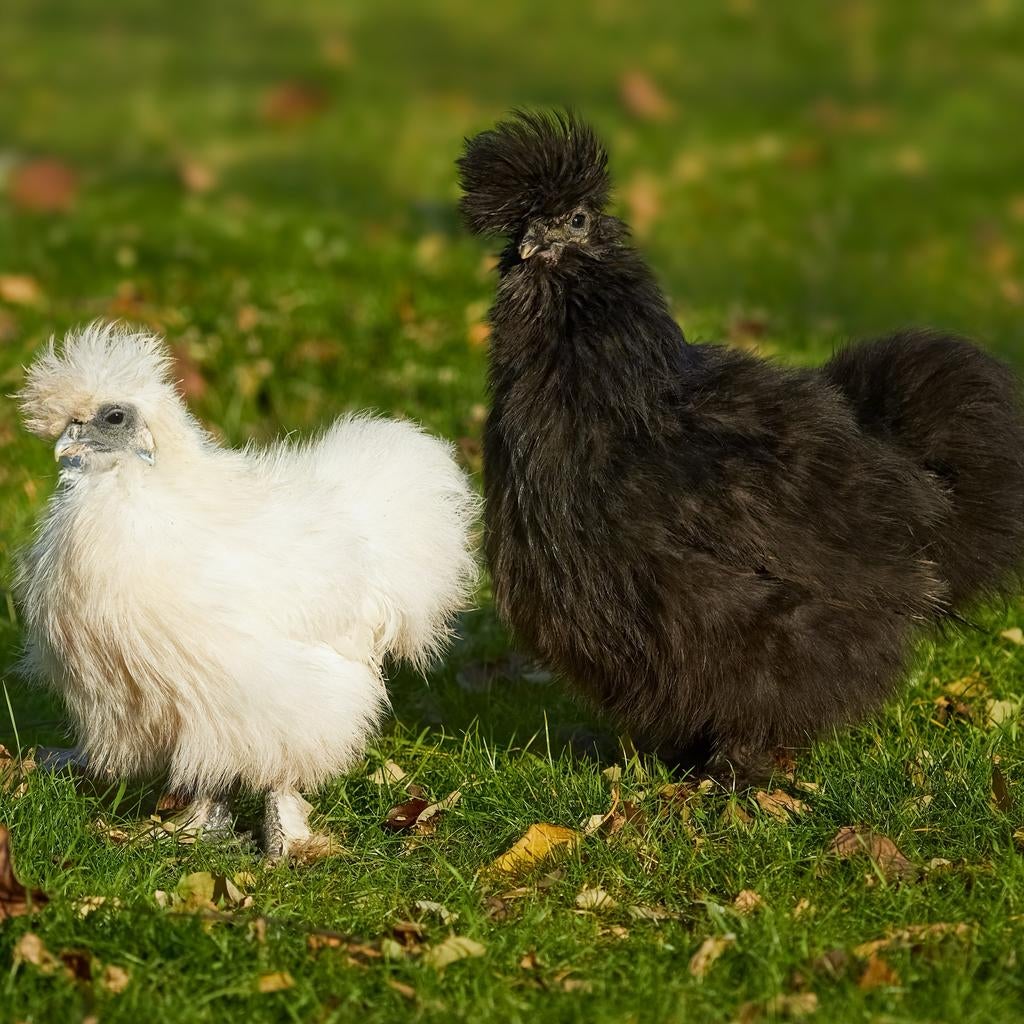 Dieren, Dieren en Toebehoren, Pluimvee, Meerdere dieren, Kip