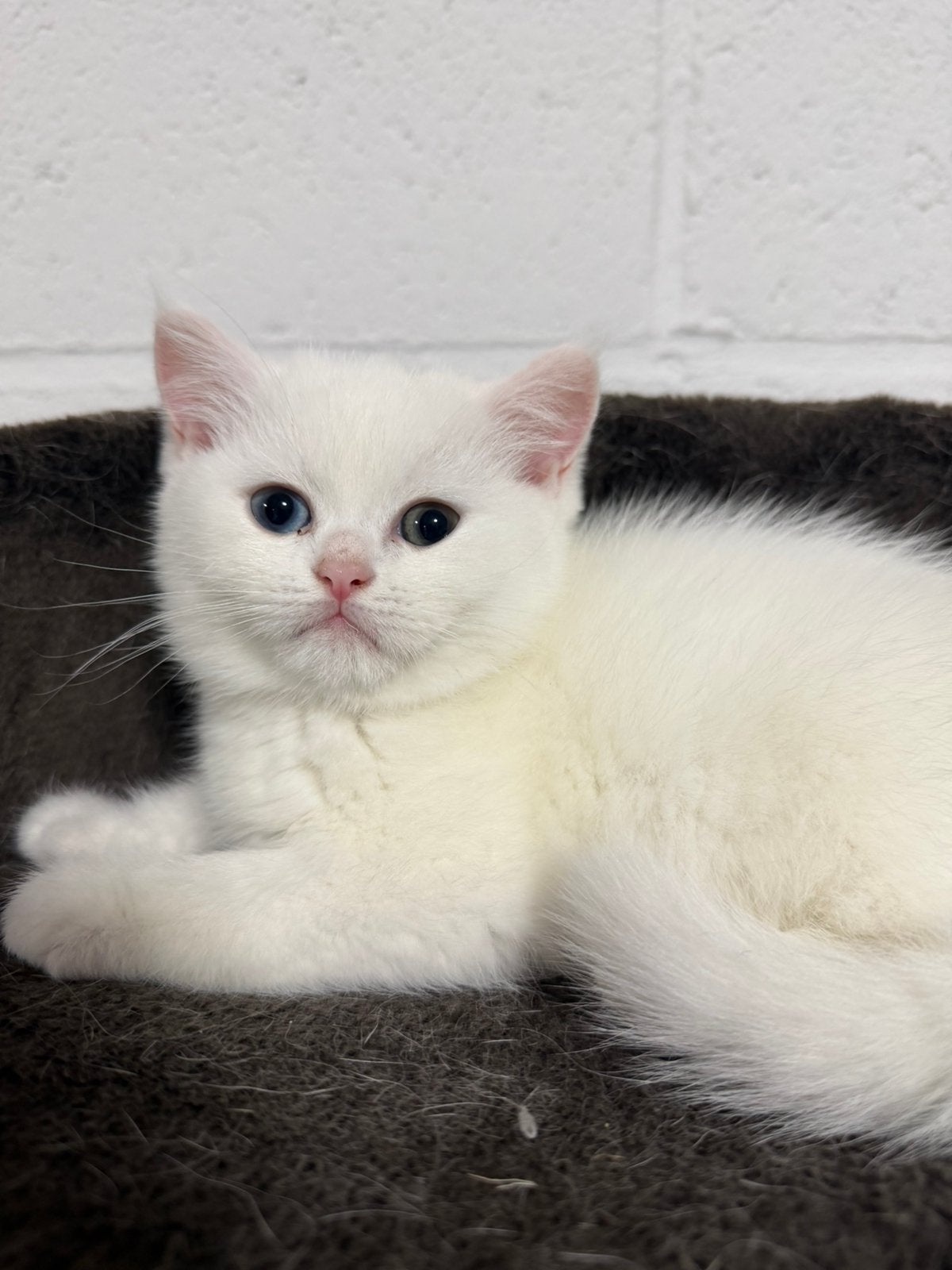 Britse korthaar kittens, Meerdere dieren