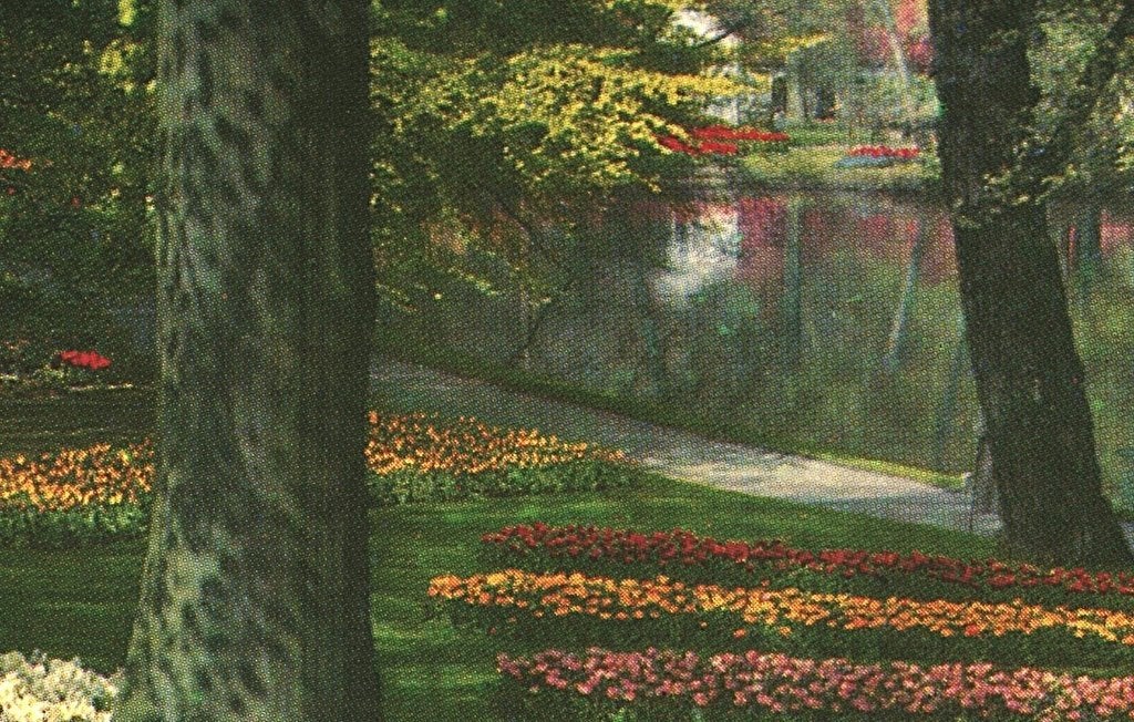 43733 Lisse ZH jr 70 Keukenhof Bollenvelden  _ Onbeschreven, Ophalen of Verzenden, 1960 tot 1980, Ongelopen, Zuid-Holland