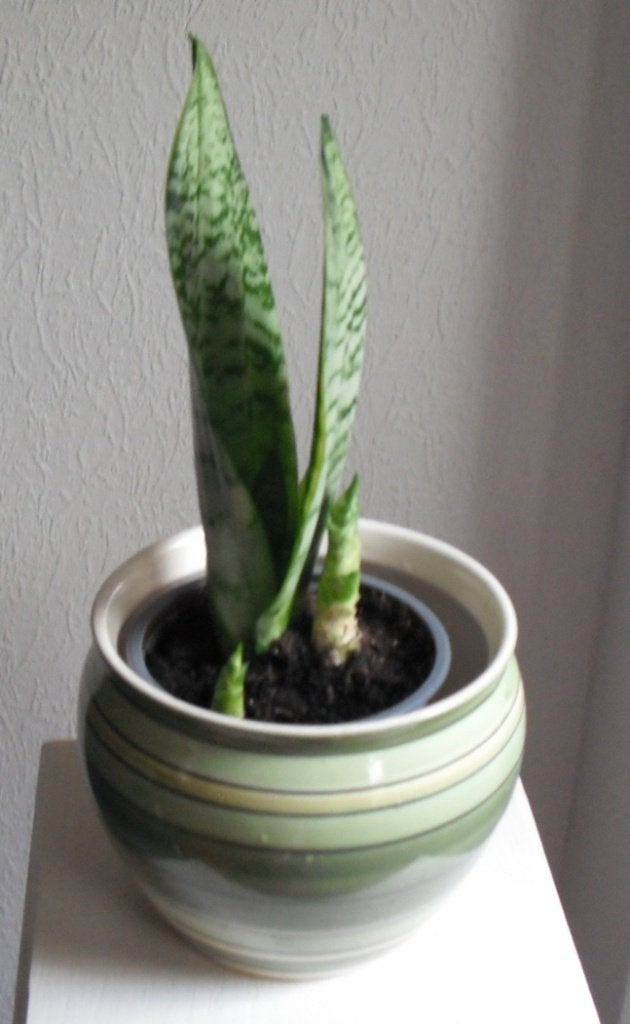 kamerplant "SANSEVERIA" in mooie stenen bloempot, Ophalen, In pot, Halfschaduw, Minder dan 100 cm