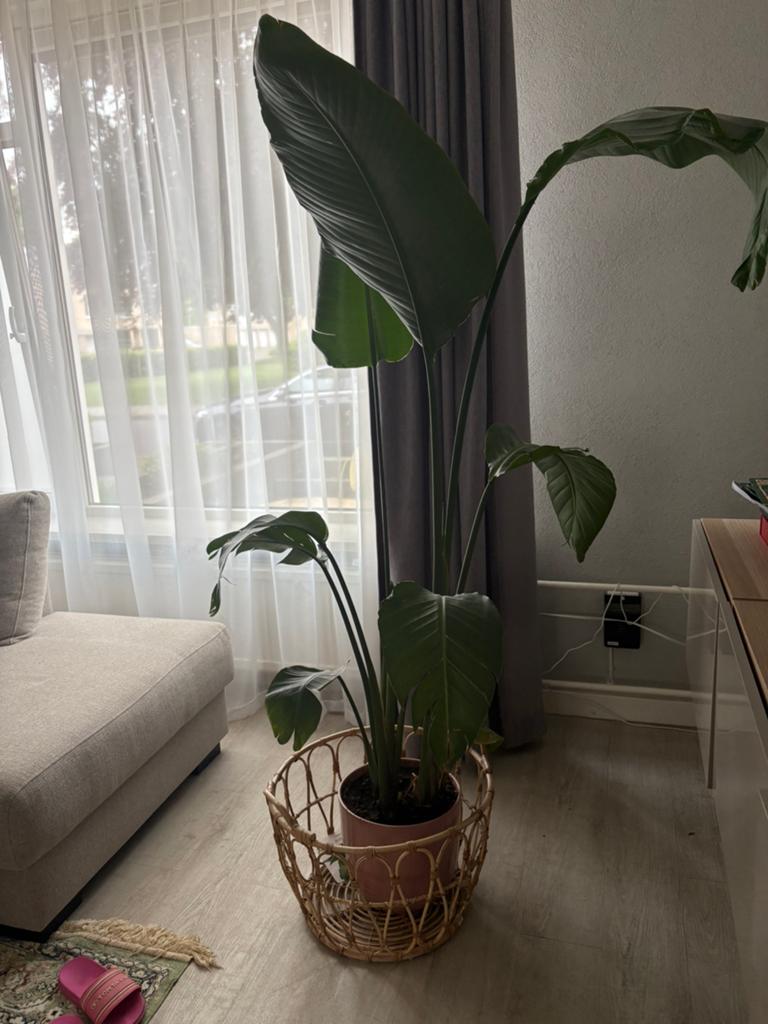 Strelitzia nicolai kamerplant, Ophalen, Halfschaduw, Minder dan 100 cm