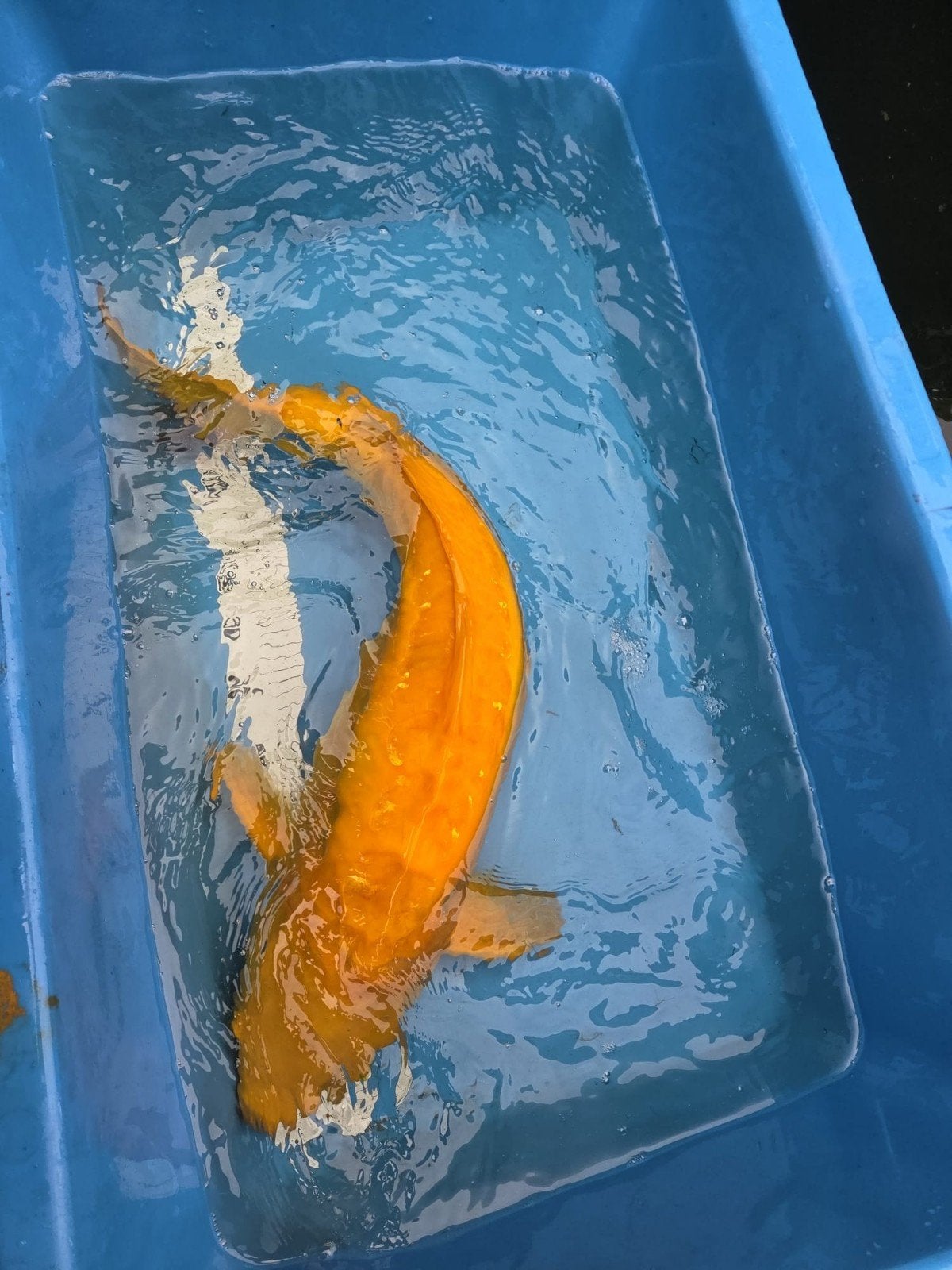 Japanse Karashikoi 62 cm, Dieren en Toebehoren, Vissen | Vijvervissen, Karper of Koi