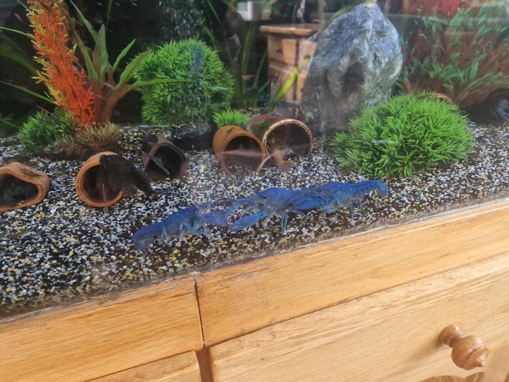 4 volwassen kreeften, Kreeft, Krab of Garnaal, Zoetwatervis