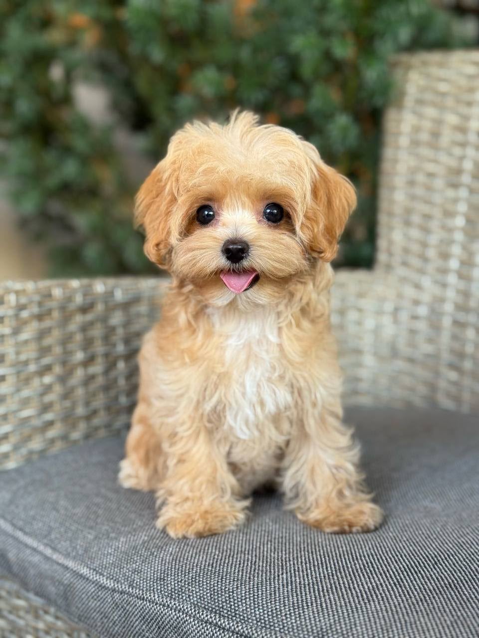 Baby Sevilla – Maltipoo teefje | Caramel met wit, Overige rassen, 8 tot 15 weken, Buitenland, Teef