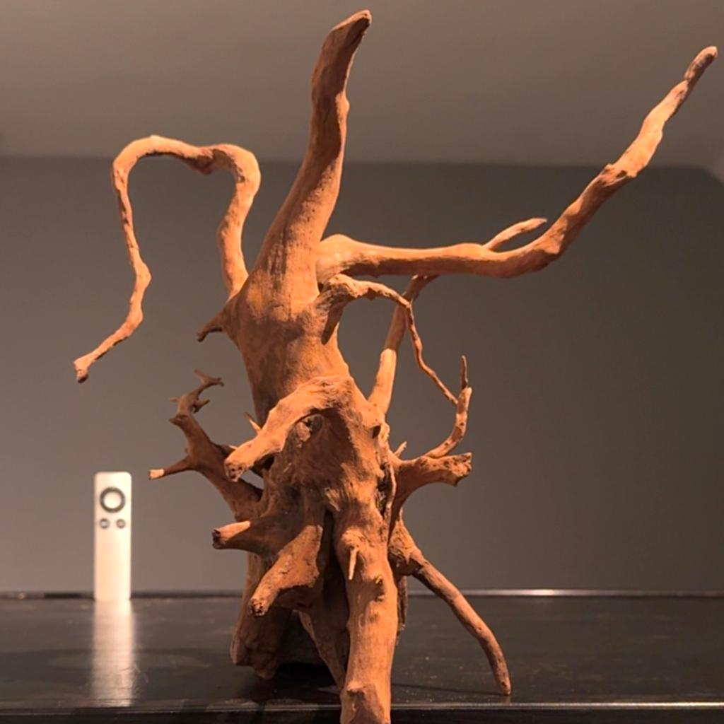 Uniek stuk Spiderwood / Driftwood / Kienhout, Hout Decoratie, Ophalen of Verzenden, Zo goed als nieuw, Plant(en), Steen of Hout