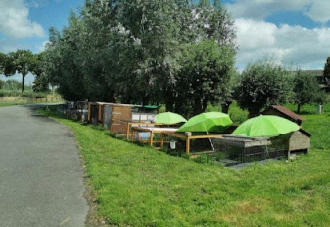 Pension vakantieopvang konijnenhotel caviahotel, Dieren en Toebehoren, Konijnen, Meerdere dieren, Dwerg
