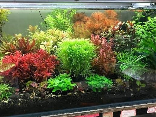 Aquarium plantjes/stekjes gezocht, Ophalen, Plant(en), Steen of Hout