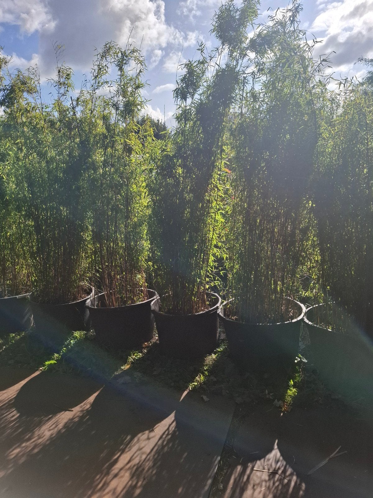 rode bamboe Fargesia Jihzhaigou niet woekerend biologisch, Ophalen, Lente