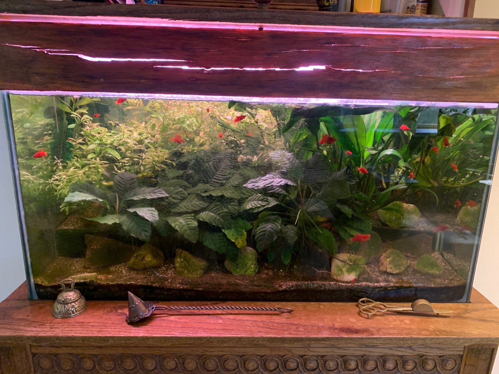 Vissen (verwarmd water), Dieren en Toebehoren, Vissen | Aquariumvissen, Vis, Zoetwatervis, Schoolvis