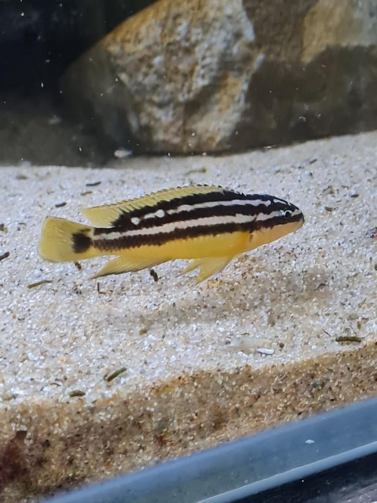 F1 Julidochromis Ornatus Uvira  (Tanganyika), Dieren en Toebehoren, Vissen | Aquariumvissen, Vis