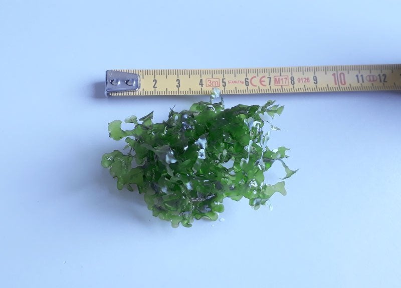 Levermos, Ophalen of Verzenden, Nieuw, Plant(en), Steen of Hout
