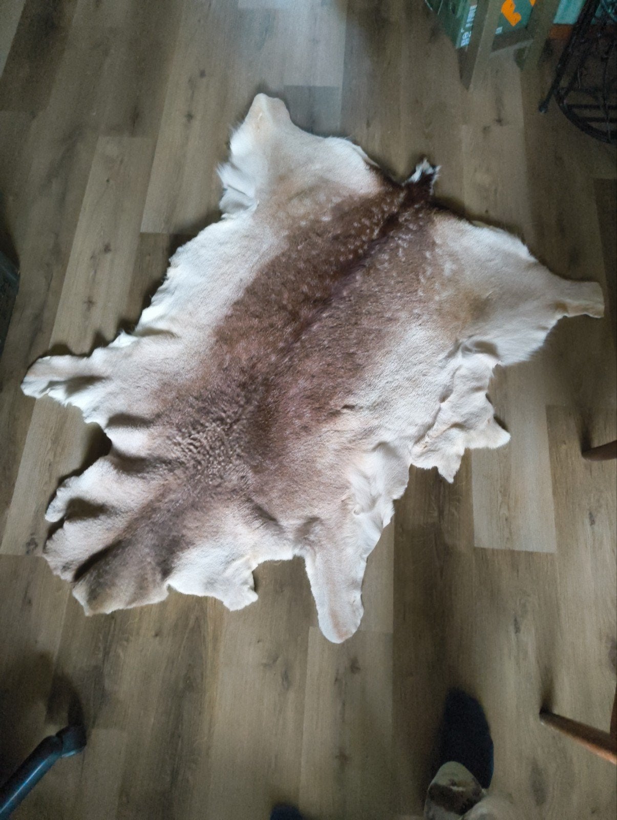 damhert (buitenkant), Bruin, Ophalen of Verzenden, Zo goed als nieuw, 100 tot 150 cm