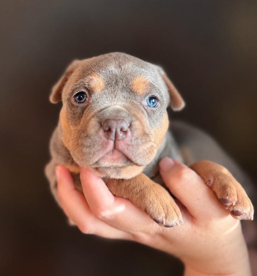 BrutBully American Bully Pups ABKC Champion Smokey Joe, CDV (hondenziekte), 8 tot 15 weken, Bulldog, Meerdere