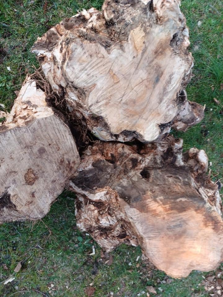 WORTELS OLIJFBOMEN,STAMMEN, NOTEN en TAXUS, Doe-het-zelf en Verbouw, Hout en Planken, Ophalen, Overige typen, Nieuw, 50 mm of meer