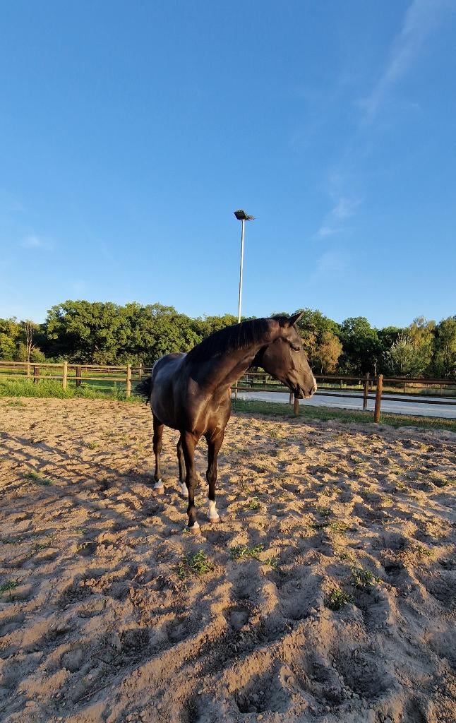 4,5 jarige ruin moet weg, Dieren en Toebehoren, Paarden, Met stamboom, Ruin, Dressuurpaard, 3 tot 6 jaar