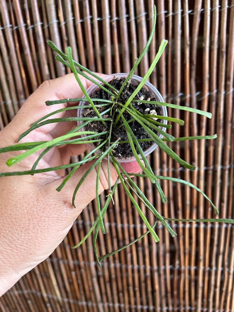 Hoya Retusa, Huis en Inrichting, Kamerplanten, Overige soorten, In pot, Minder dan 100 cm, Bloeiende kamerplant