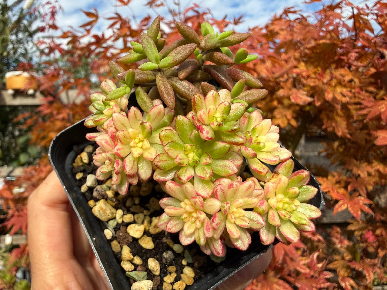 Aeonium x loartei Tavormin variegata/Monanthes anagensis/7cm, Ophalen of Verzenden, Halfschaduw, Minder dan 100 cm