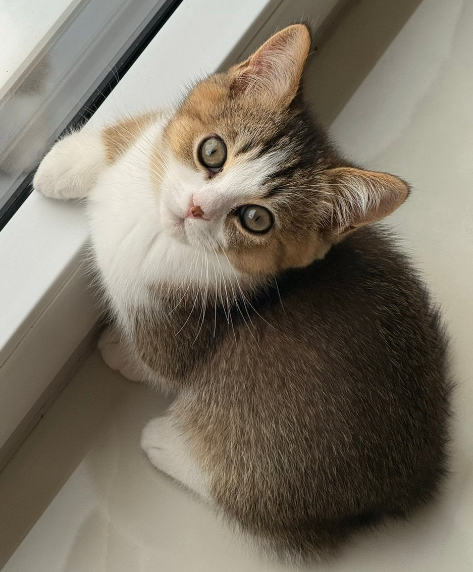Laatste 2 Tabby & shaded britse korthaar kittens, Dieren en Toebehoren, Katten en Kittens | Raskatten | Korthaar, Meerdere dieren