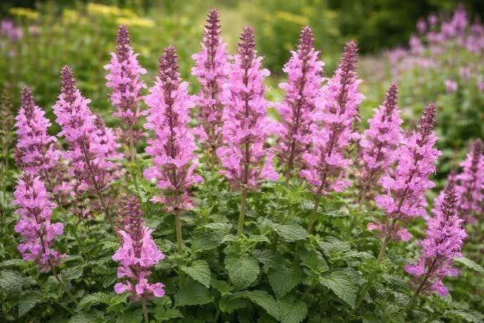 Mooie Salvia nemorosa 'Rose Marvel' (Salie) in pot!, Ophalen, Overige soorten, Volle zon