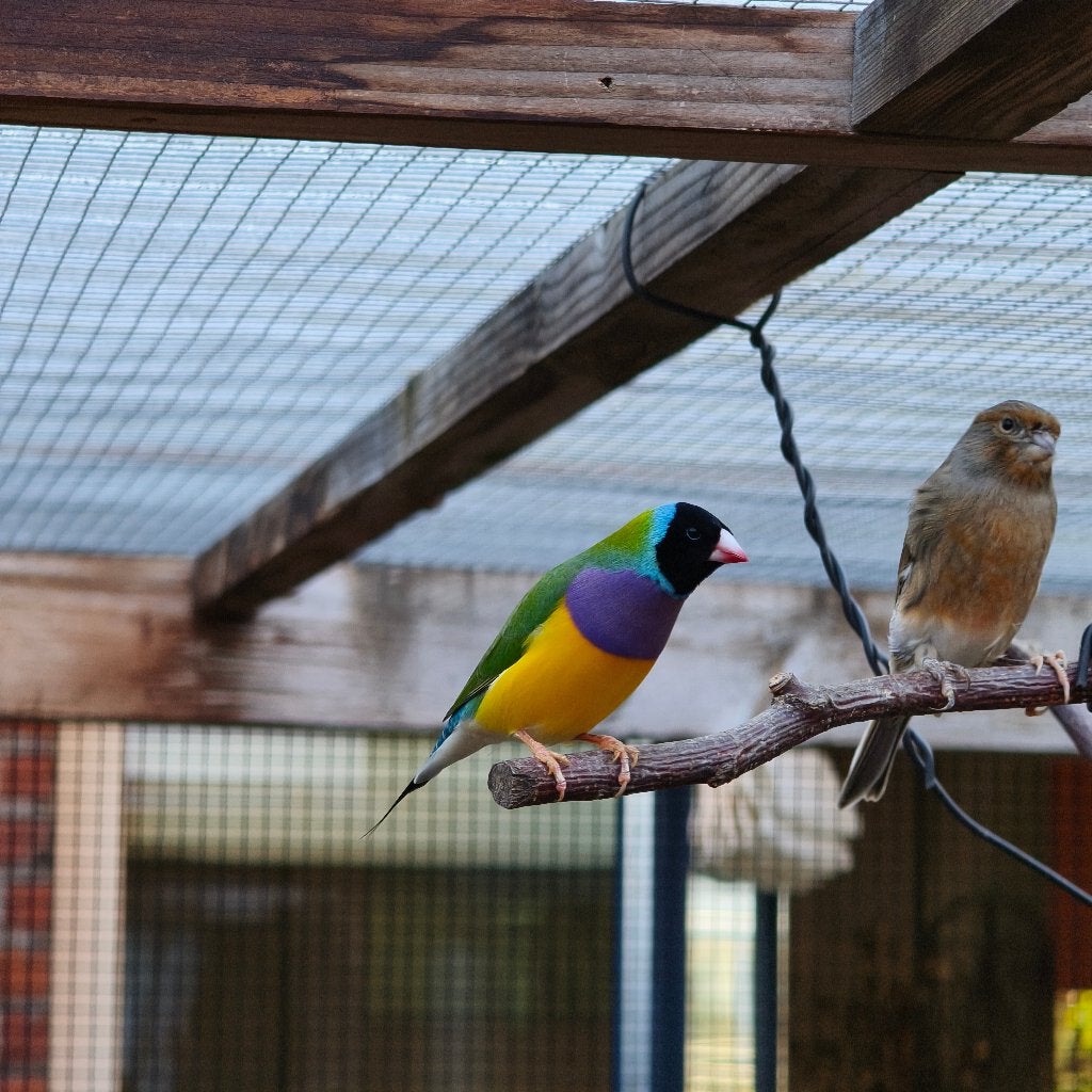 Gouldamadine, Mannelijk, Tropenvogel
