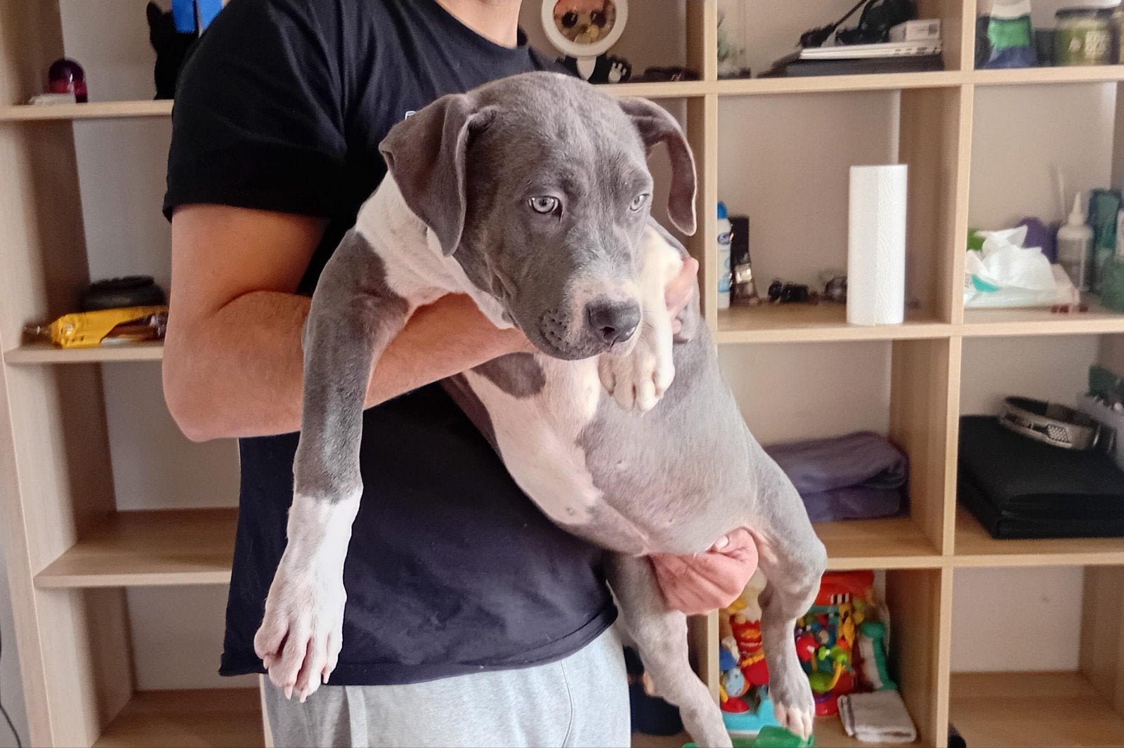 american bully teefje, Dieren en Toebehoren, Overige rassen, CDV (hondenziekte), 8 tot 15 weken, Teef
