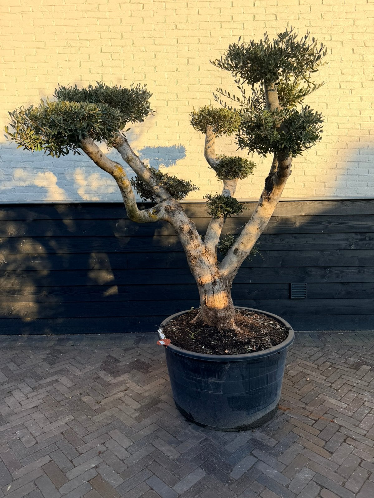 Mooie olijfboom pon pon/plateau, Volle zon, Ophalen of Verzenden, 100 tot 250 cm, Olijfboom