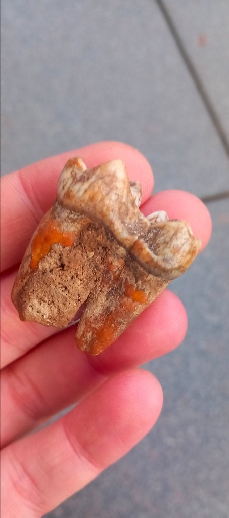 Top kies van een Holenbeer, ijstijd fossiel, Ophalen of Verzenden, Fossiel