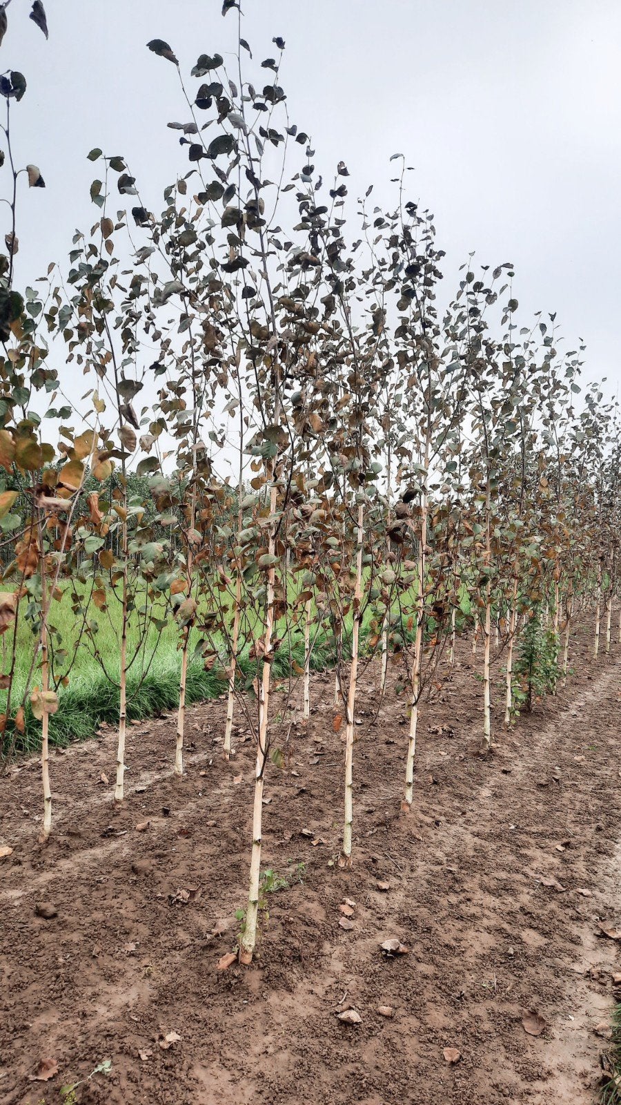 Betula utilis 'Doorenbos' 🌿 witte berkenboom, Tuin en Terras, Ophalen, Bloeit niet, Volle zon, Overige soorten