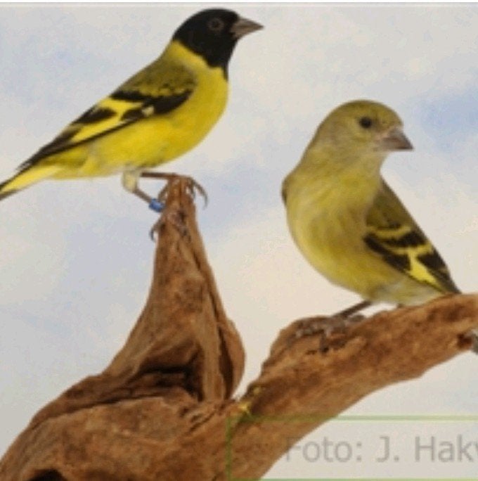 zwartkopsijs, majorputter, baardmanpop, pimpelmees, Dieren en Toebehoren, Meerdere dieren, Wildzangvogel